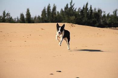 《血肉交换》抢先体验开启 怪诞风动作类肉鸽射击